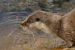 Otter_IMG_1883.jpg